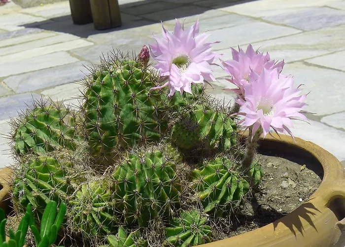 Celestina, Great For Privacy And Seclusion * Chrisopigi (Sifnos)